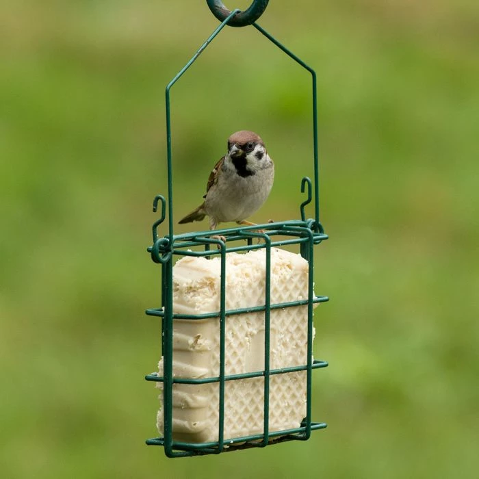 Peanut Cake Square With Mealworms - Image 3