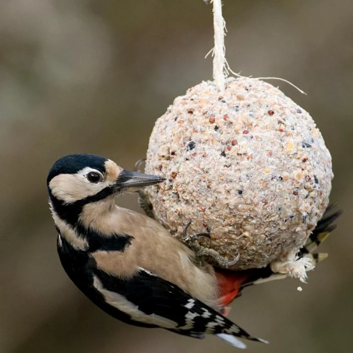Giant Fat Ball On A Rope - Insects - Image 2