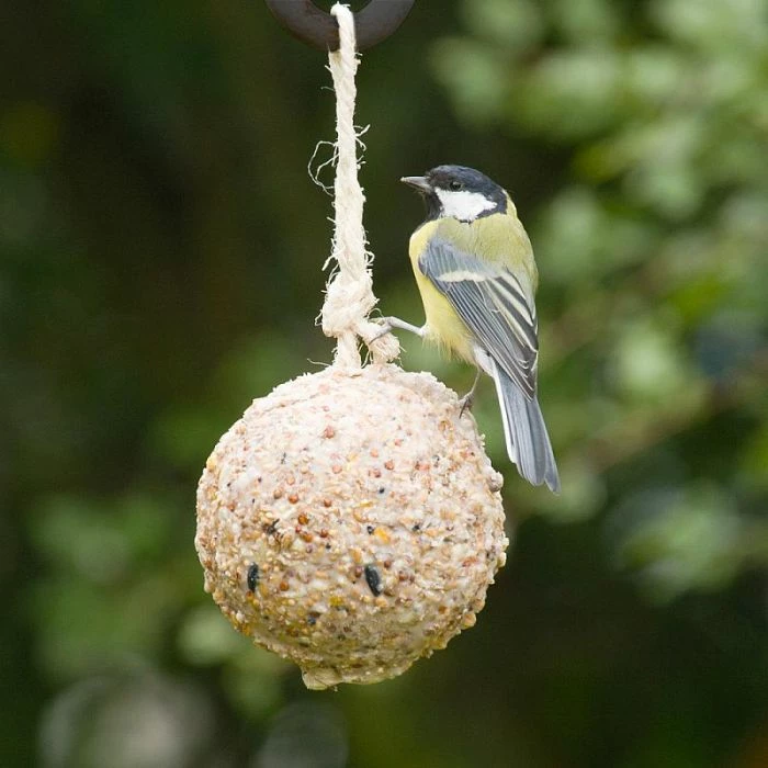 Giant Fat Ball On A Rope - Insects
