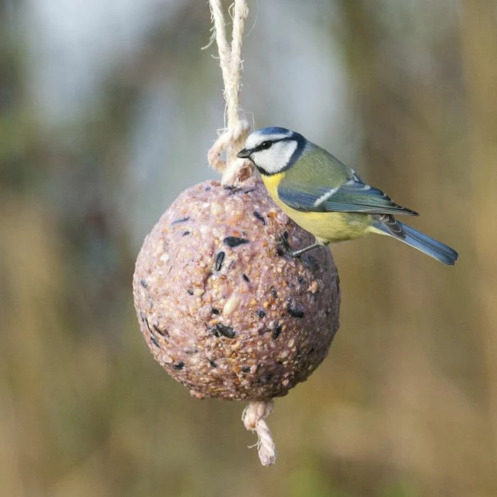 Giant Fat Ball On A Rope - Berries - Image 3