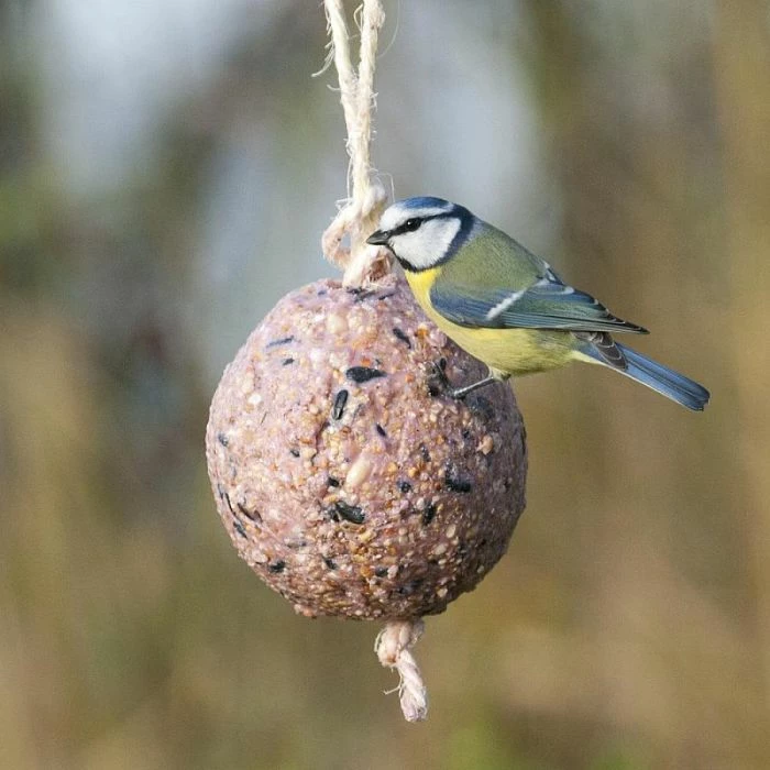 Giant Fat Ball On A Rope - Berries
