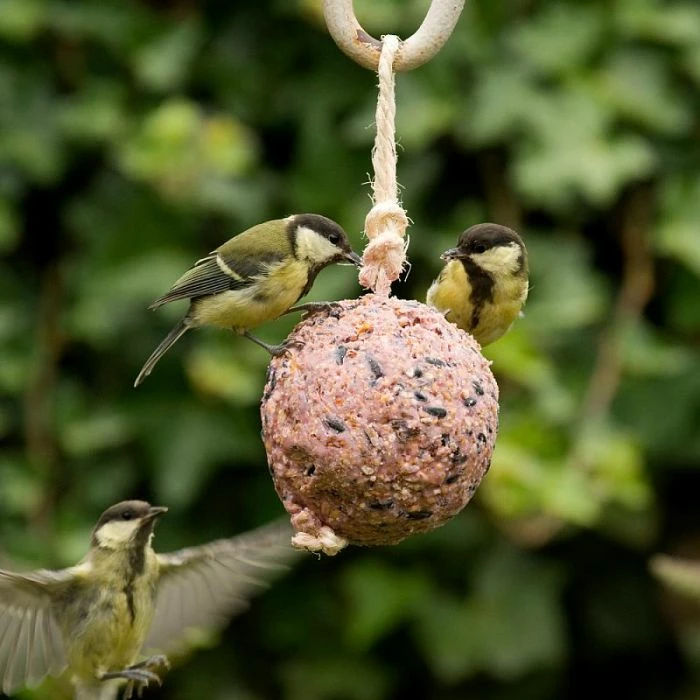 Giant Fat Ball On A Rope - Berries - Image 2