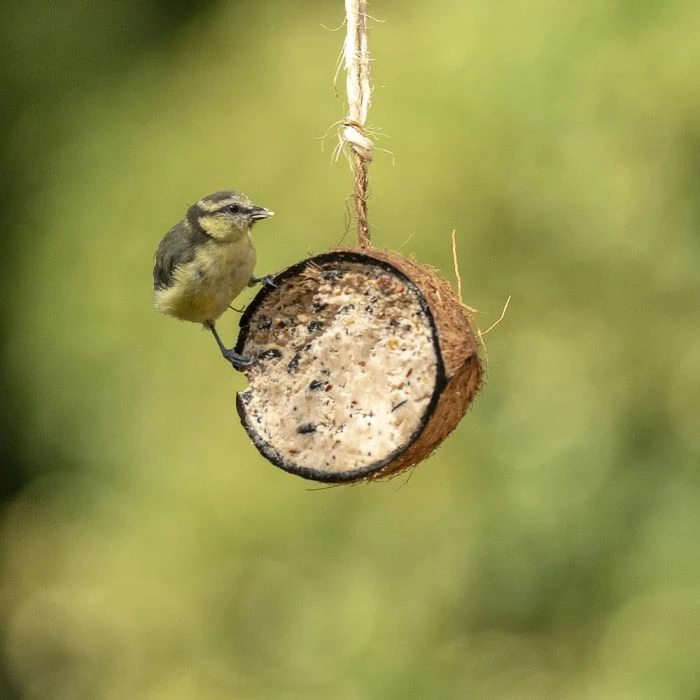 Half Coconut With Peanut Butter Bird Food