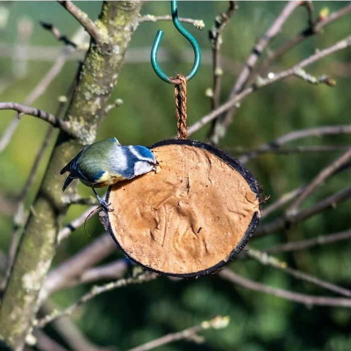 Half Coconut With Protein Rich Peanut Butter