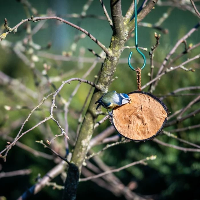 Half Coconut With Protein Rich Peanut Butter - Image 2