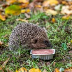 Organic Pate For Hedgehogs (100g)