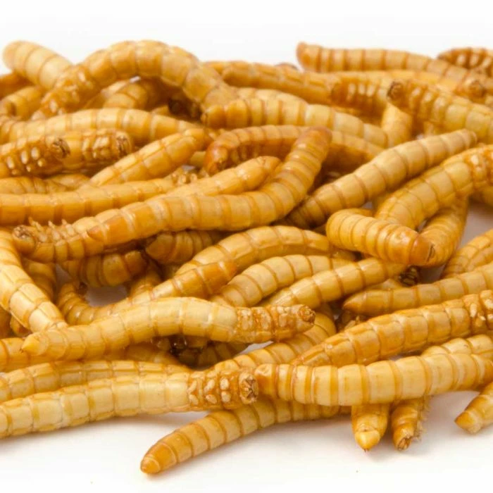 Freeze-Dried Mealworms (100g) - Bird Food - Image 3