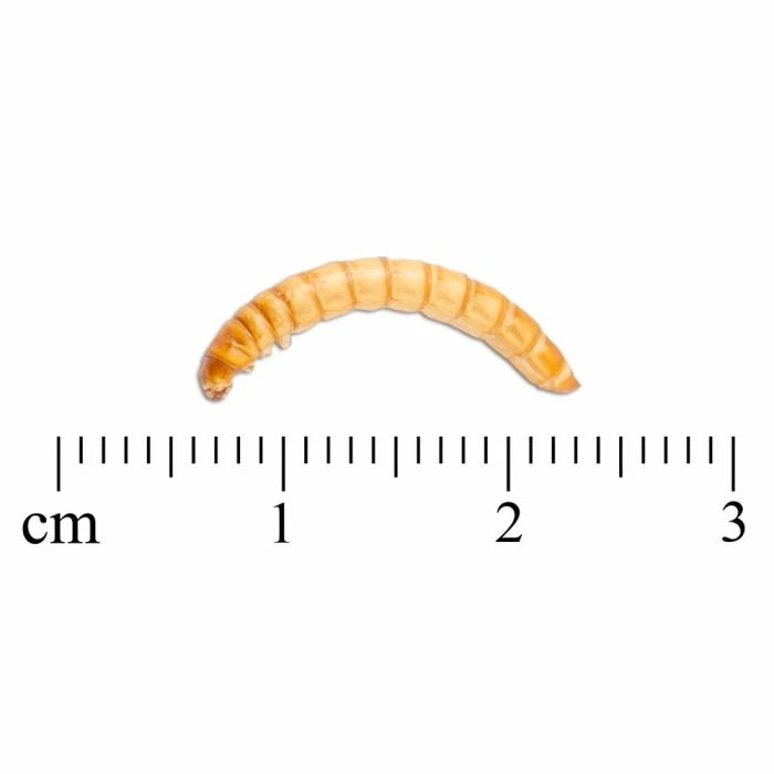 Freeze-Dried Mealworms (100g) - Bird Food - Image 4