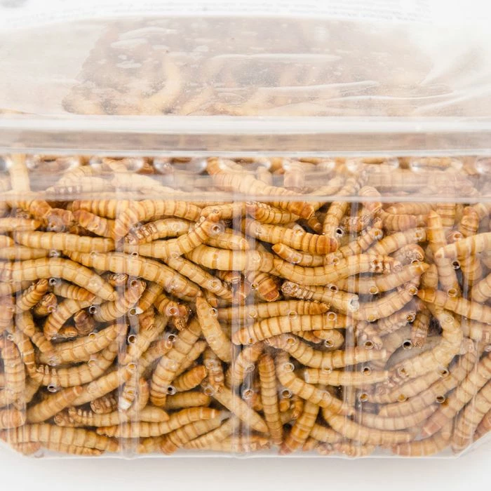 Freeze-Dried Mealworms (100g) - Bird Food - Image 2