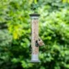 Apollo 5 Port Seed Feeder