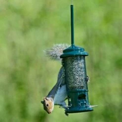 Squirrel Buster Seed Feeder