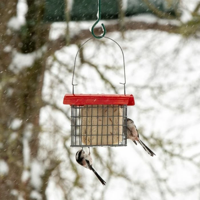 Sydney Peanut Cake Feeder - Image 3