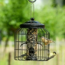 Brussels Seed Bird Feeder Guardian Pack