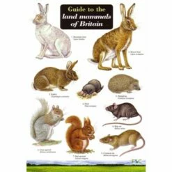 ID Chart - British Land Mammals