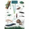 ID Chart - Guide To Garden Bugs And Beasties