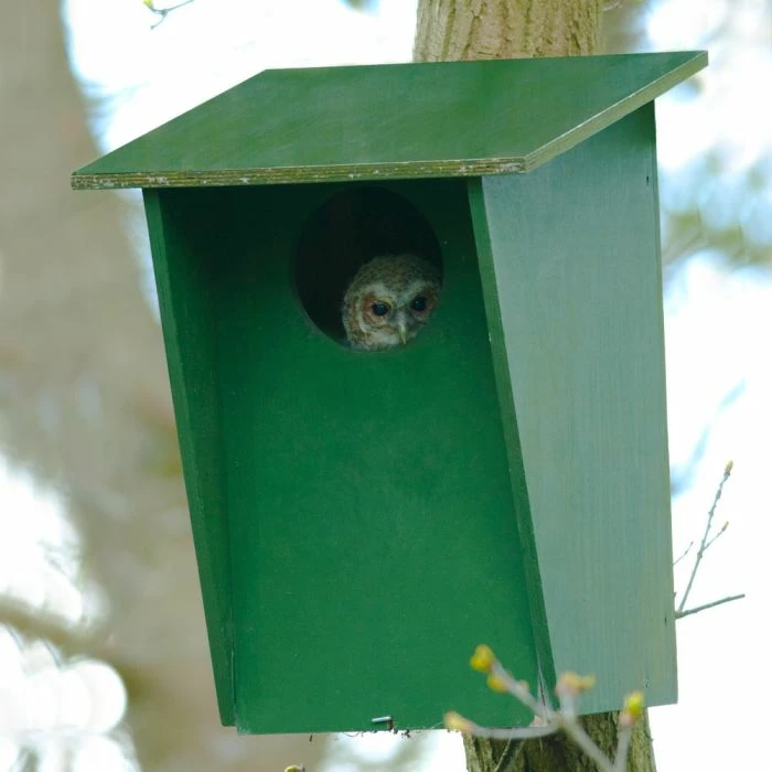 Tawny Owl, Stock Dove And Jackdaw Nest Box - Image 3