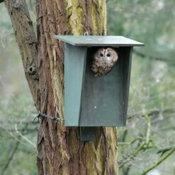 Tawny Owl, Stock Dove And Jackdaw Nest Box