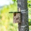 National Trust Birch Open Nest Box