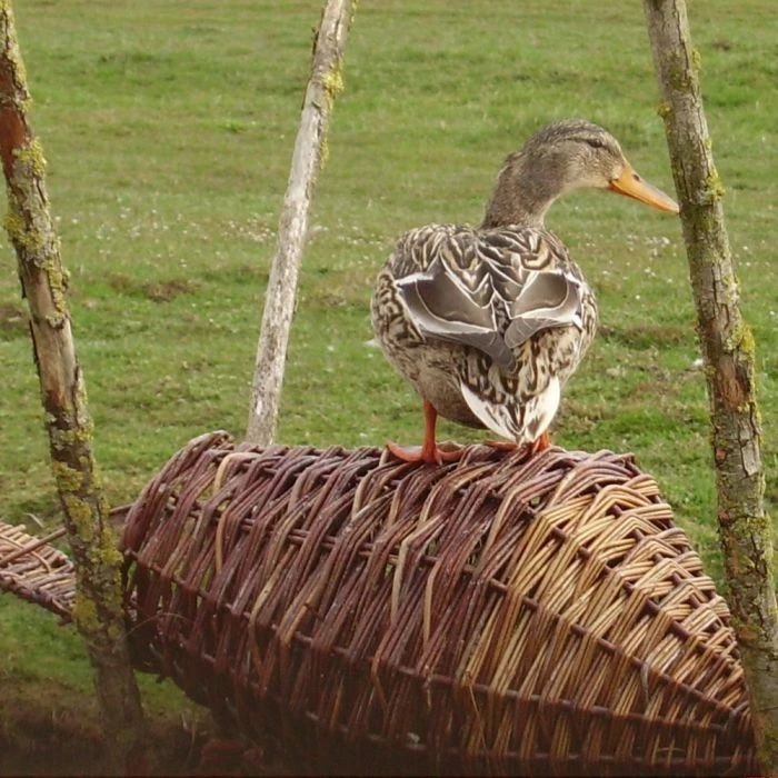 Round Duck Basket - Image 2