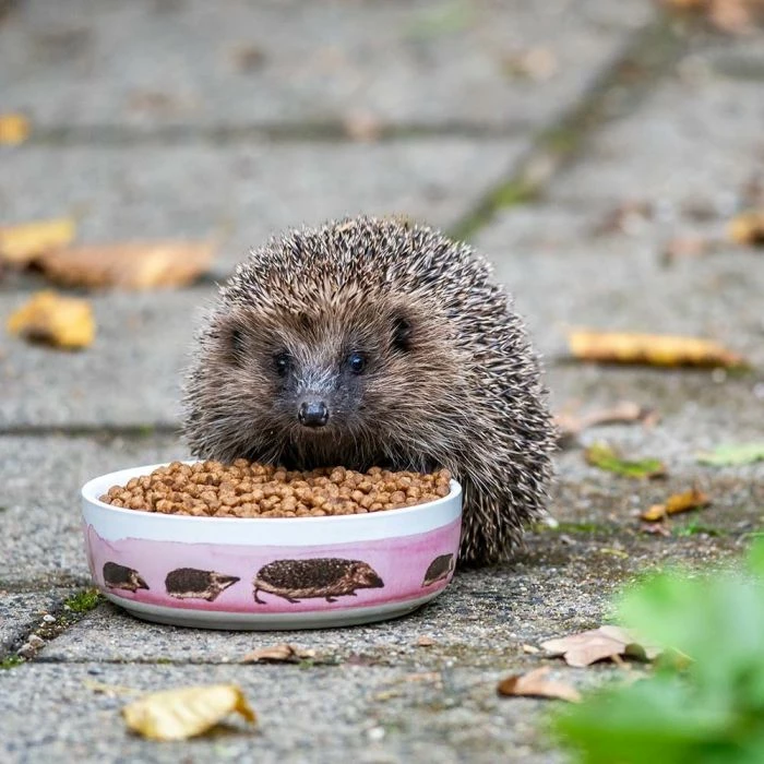 Hedgehog Bowl Myrte - Image 2