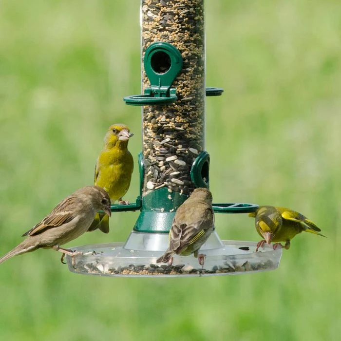 Bird Feeder Seed Mix - Image 4