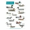 ID Chart - Guide To Ducks, Geese And Swans