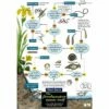 ID Chart - The Freshwater Name Trail