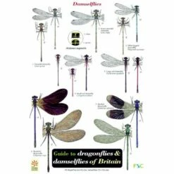 ID Chart - Dragonflies And Damselflies