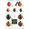 ID Chart - Ladybirds
