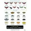 ID Chart - Guide To The Day-flying Moths Of Britain