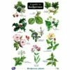 ID Chart - A Guide To Hedgerows