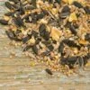 Bird Table Seed Mix